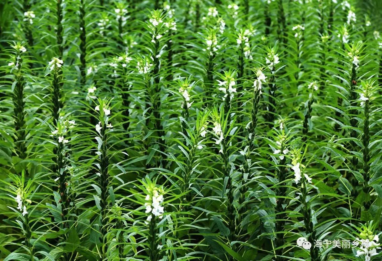 【上照時(shí)間】這些漂亮的農(nóng)作物，你認(rèn)識嗎？