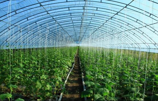 夏季高溫來襲，大棚蔬菜如何安全度夏？果農(nóng)必看防高溫指南